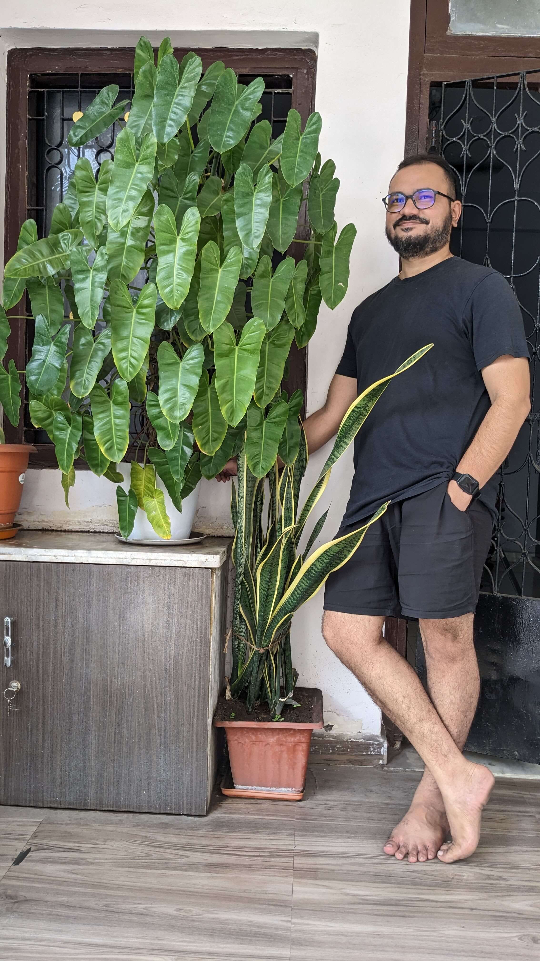 Philodendron