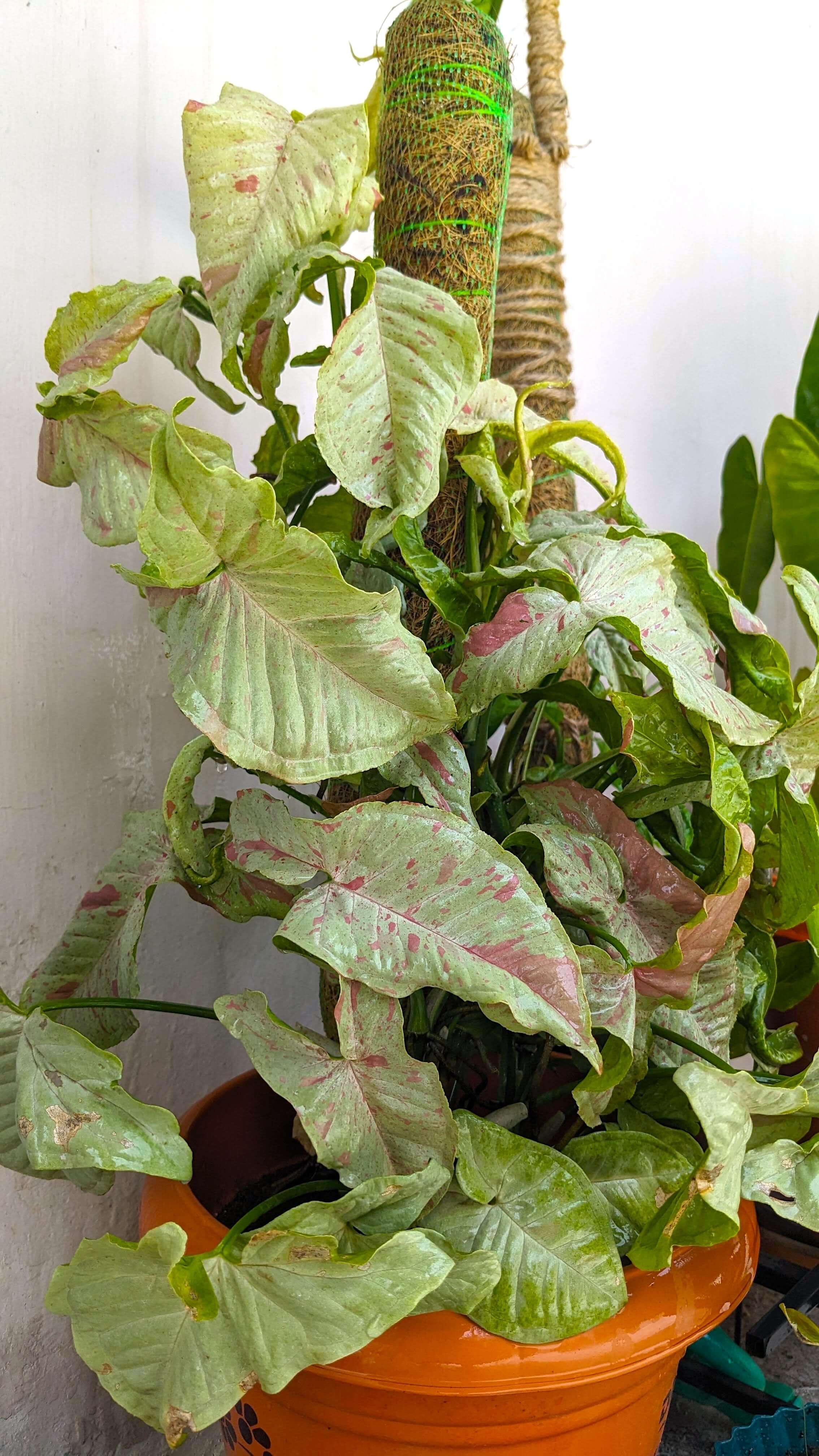 Syngonium